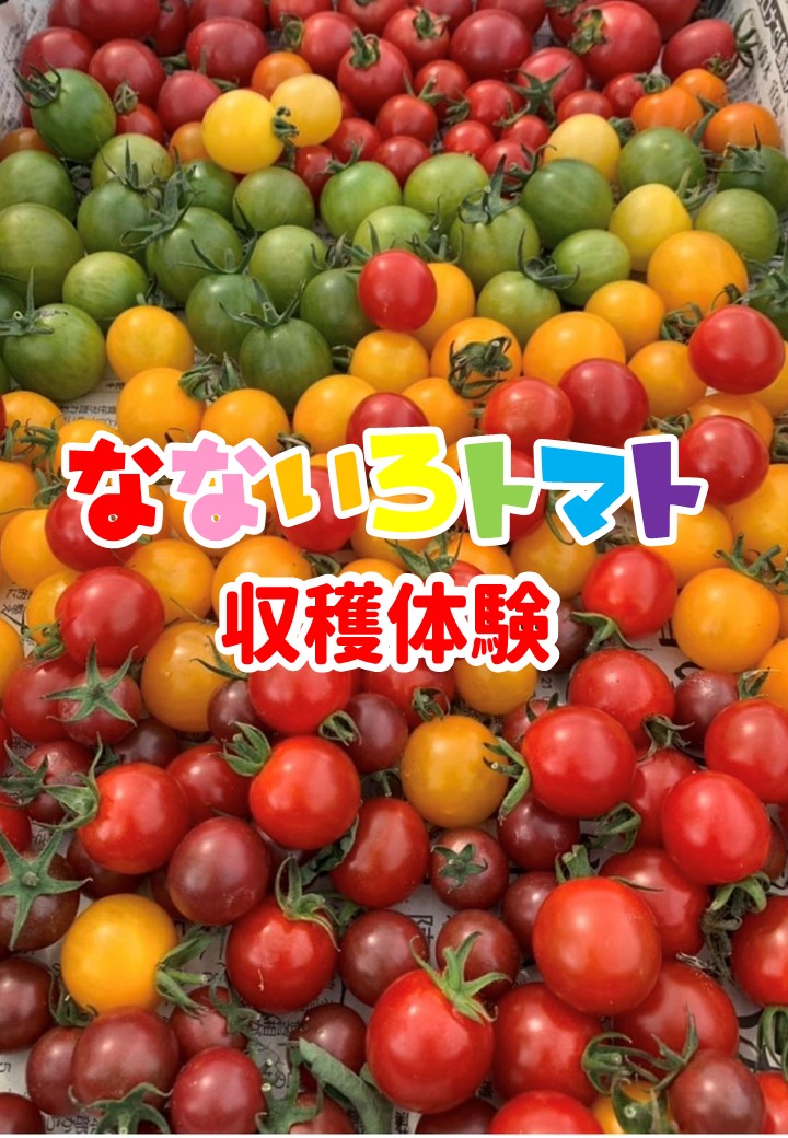 １日先着３組！なないろトマト収穫体験開催！