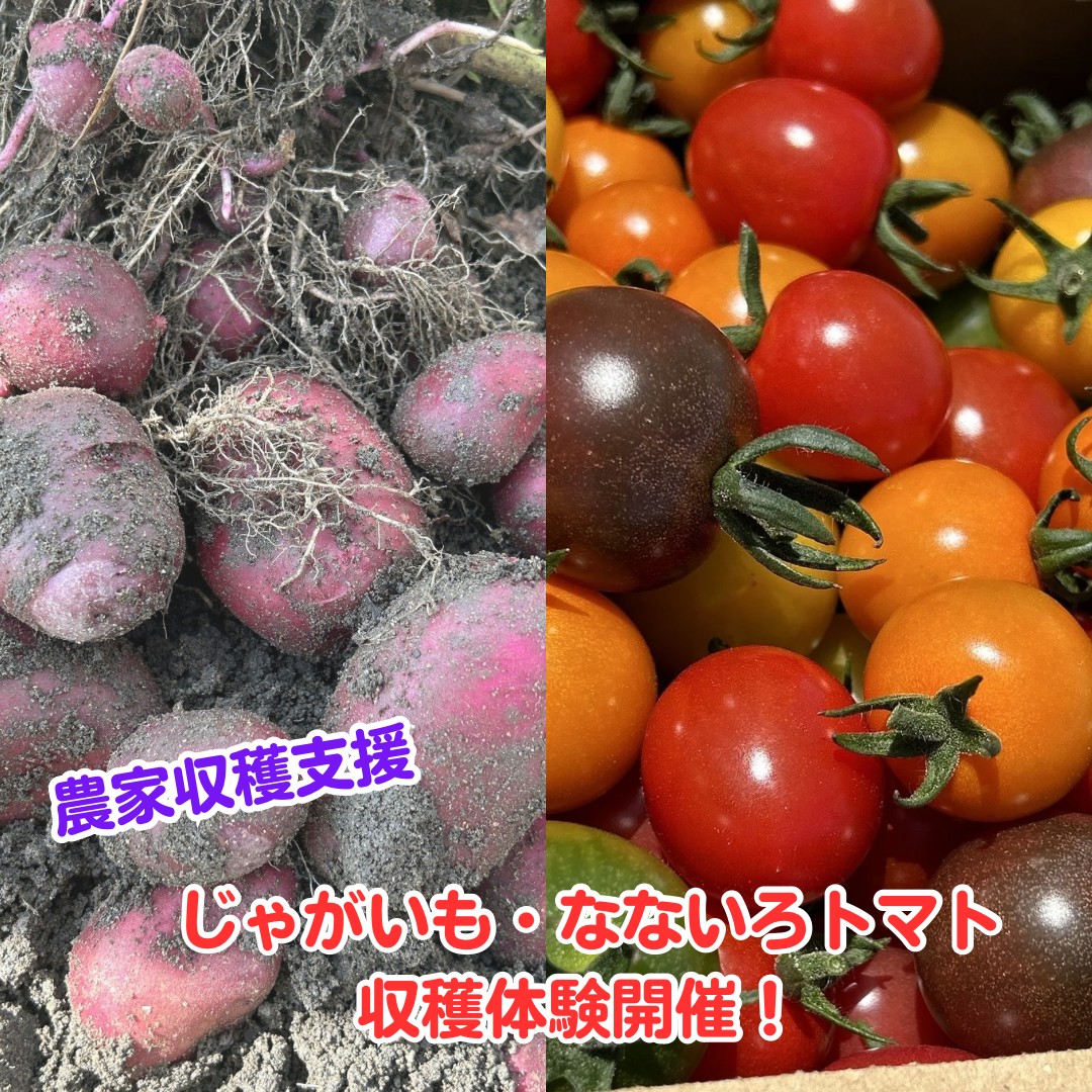 じゃがいも・なないろトマト収穫体験イベントのご案内