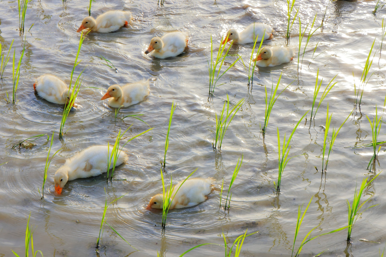 ①食農部門最優秀賞 パクパク除草隊（辰巳敬造）
