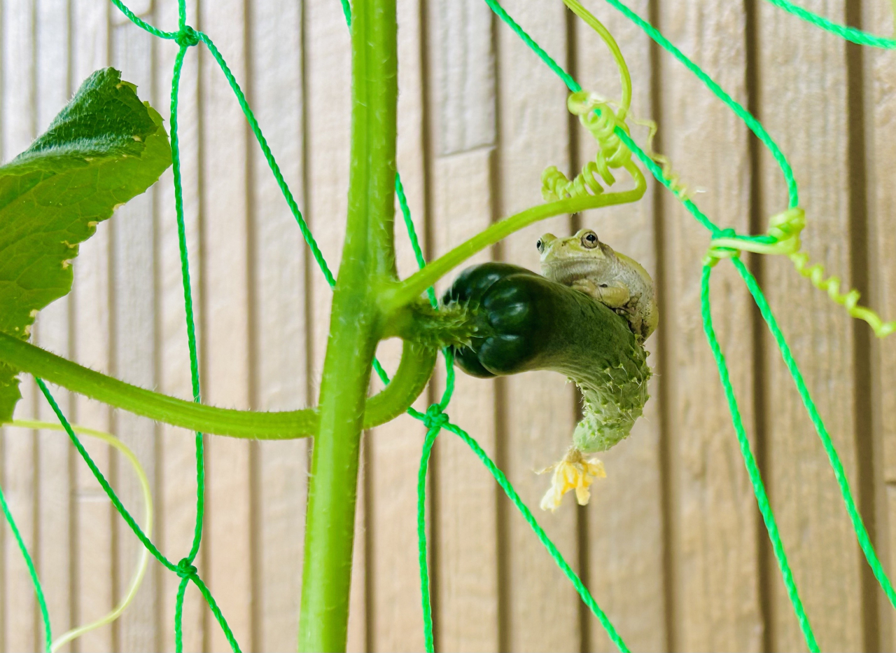 ③食農部門優秀賞 夏にとびだせ！ケロケット！（大井希祐）