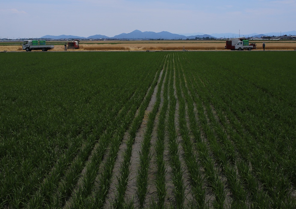 ⑥くらし部門優秀賞 米も麦も大事（茶山昌子）