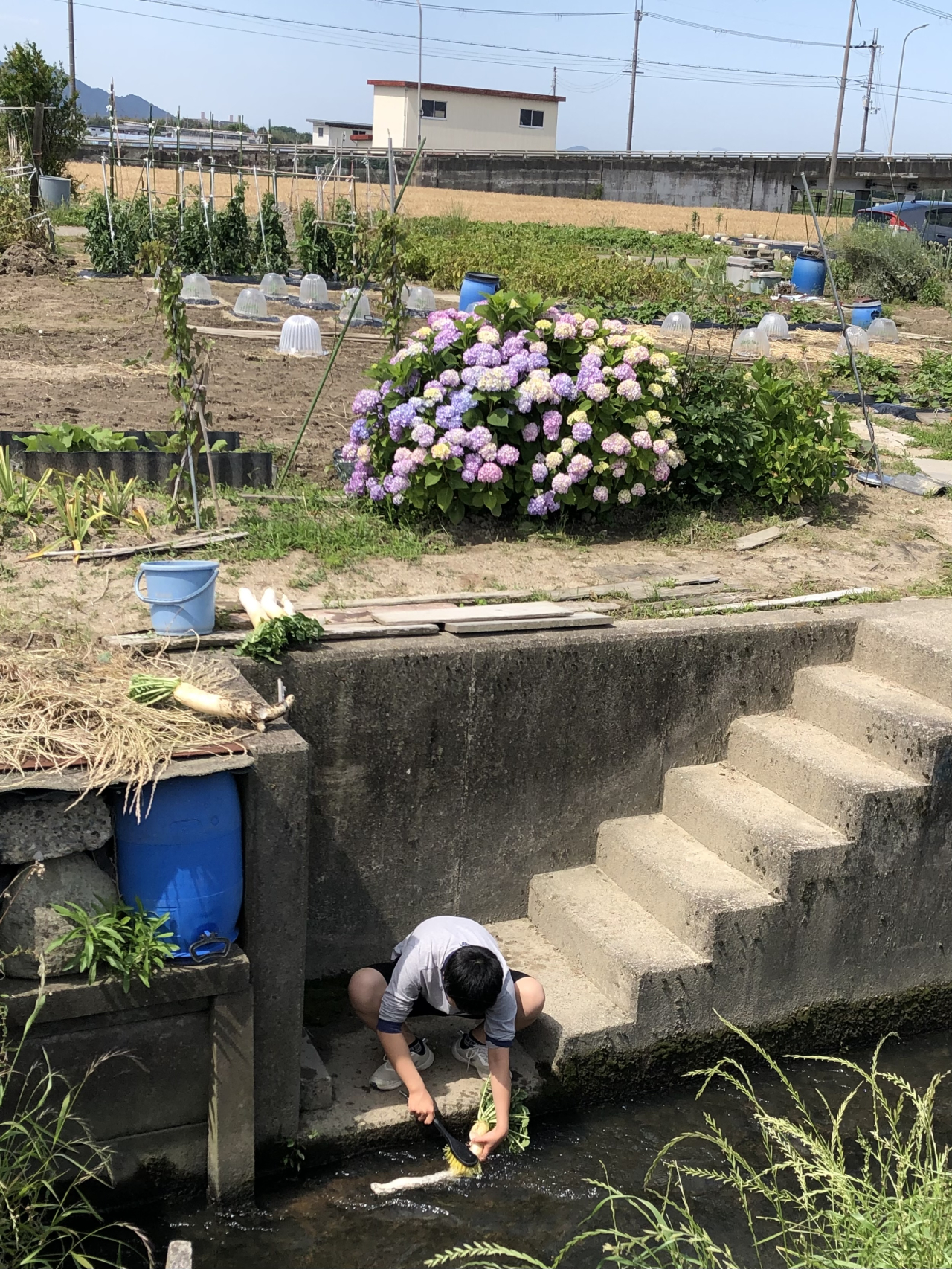 １５上河智香子ー夏大根とアジサイと麦畑